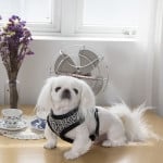 Pinkaholic Leo Pug Harness Black - Premium hondentuig > honden harnas from Pinkaholic - Just €20! Shop now at Frenkiezdogshop