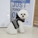 Pinkaholic Leo Pug Pinka harness Black - Premium hondentuig > honden harnas from Pinkaholic - Just €20! Shop now at Frenkiezdogshop