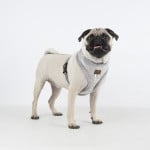 Pinkaholic Zeal Harness Grey - Premium hondentuig > honden harnas from Pinkaholic - Just €20! Shop now at Frenkiezdogshop
