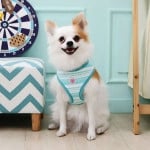 Pinkaholic Harness Cara Aqua ( M & L ) - Premium hondentuig > honden harnas from Pinkaholic - Just €10! Shop now at Frenkiezdogshop