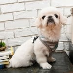 Pinkaholic Harness Cara ML Grey - Premium hondentuig > honden harnas from Pinkaholic - Just €10! Shop now at Frenkiezdogshop