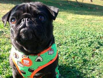 Dukier Reversible Harness Sushi - Premium hondentuig > honden harnas from Dukier - Just €10! Shop now at Frenkiezdogshop