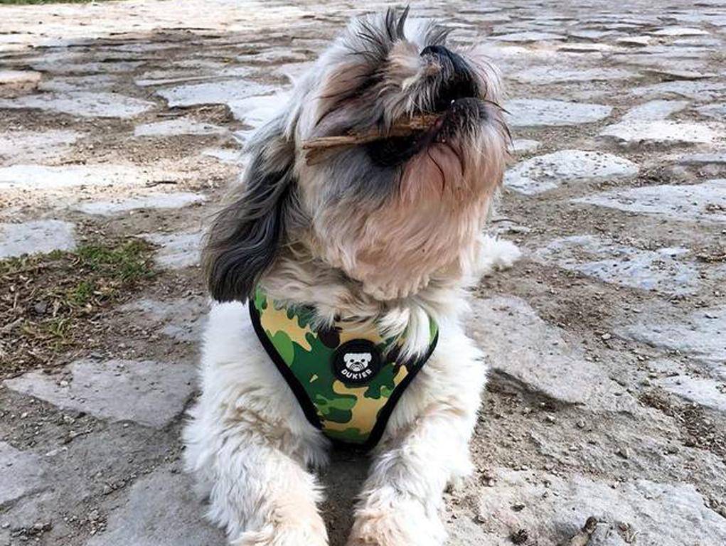 Dukier Reversible Harness Camo - Premium hondentuig > honden harnas from Dukier - Just €10! Shop now at Frenkiezdogshop