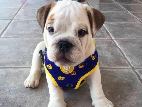 Dukier Reversible Harness ducks - Premium hondentuig > honden harnas from Dukier - Just €10! Shop now at Frenkiezdogshop