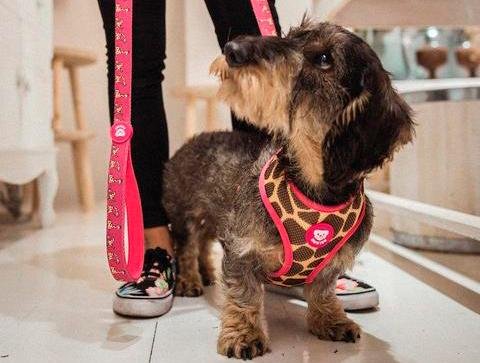 Dukier Reversible Harness Savana - Premium hondentuig > honden harnas from Dukier - Just €10! Shop now at Frenkiezdogshop