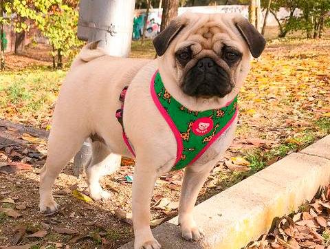 Dukier Reversible Harness Savana - Premium hondentuig > honden harnas from Dukier - Just €10! Shop now at Frenkiezdogshop