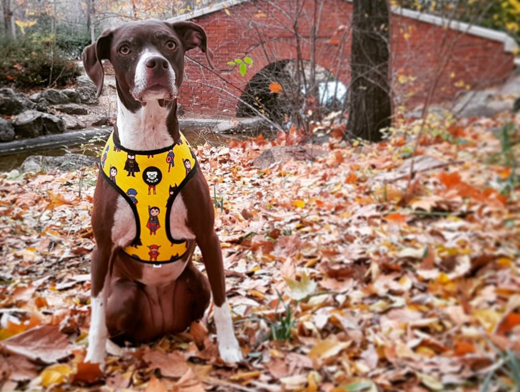 Dukier Reversible Harness Superdog - Premium hondentuig > honden harnas from Dukier - Just €10! Shop now at Frenkiezdogshop