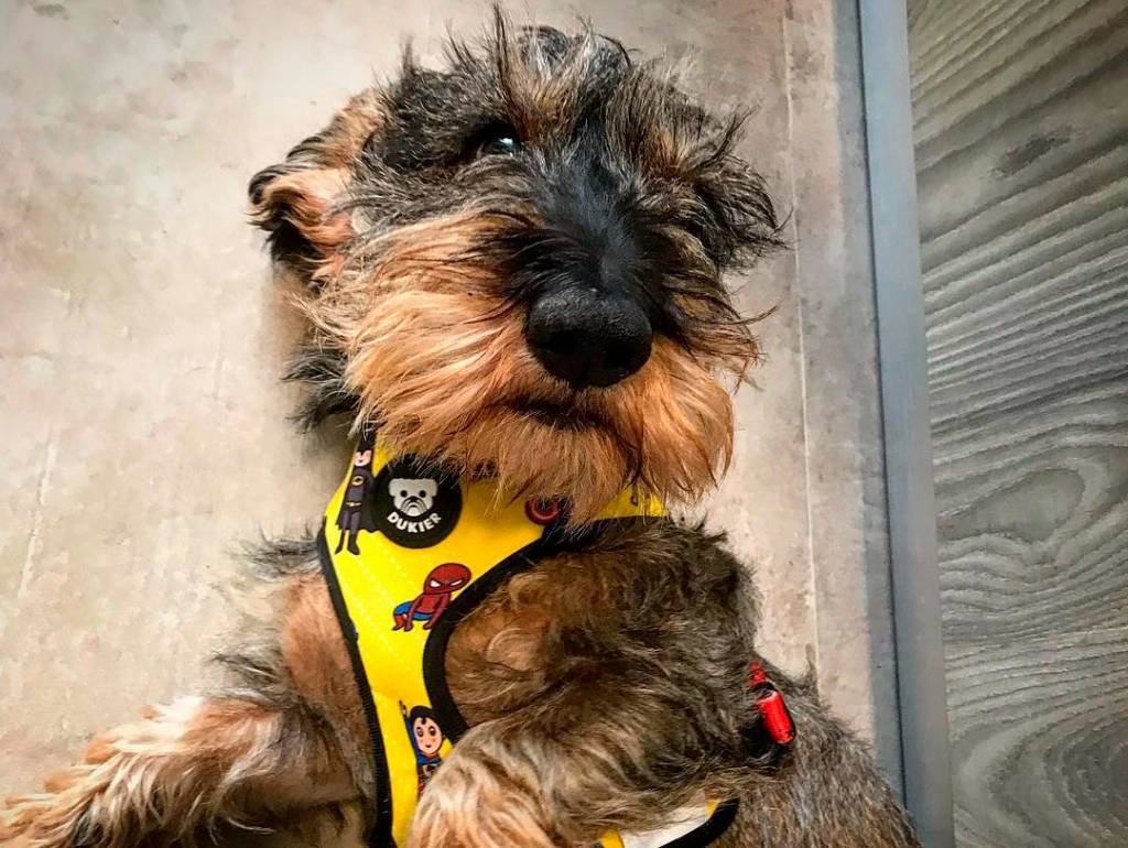 Dukier Reversible Harness Superdog - Premium hondentuig > honden harnas from Dukier - Just €10! Shop now at Frenkiezdogshop