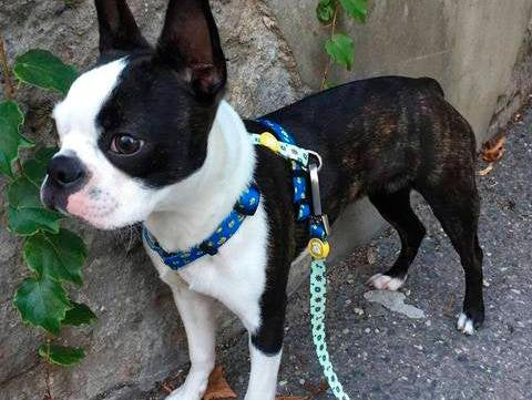 Dukier Classic Harness ducks - Premium hondentuig > honden harnas from Dukier - Just €10! Shop now at Frenkiezdogshop