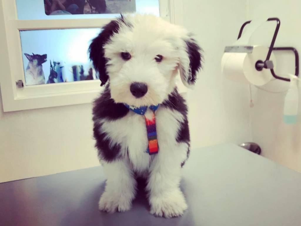 Dukier Classic Harness rainbow ( ALLEEN LARGE ) - Premium hondentuig > honden harnas from Dukier - Just €10! Shop now at Frenkiezdogshop