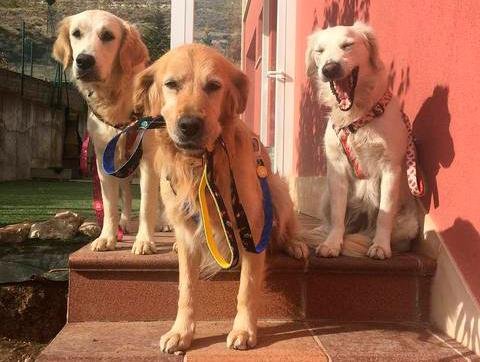 Dukier Classic Harness Space - Premium hondentuig > honden harnas from Dukier - Just €10! Shop now at Frenkiezdogshop