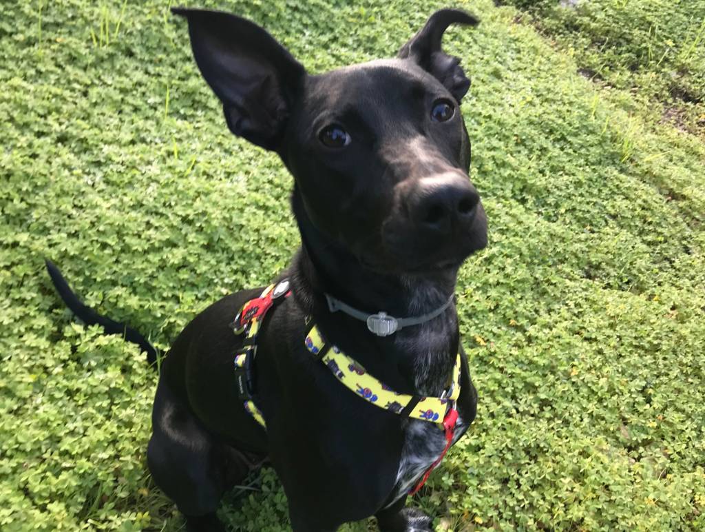 Dukier Classic Harness Superdog - Premium hondentuig > honden harnas from Dukier - Just €10! Shop now at Frenkiezdogshop