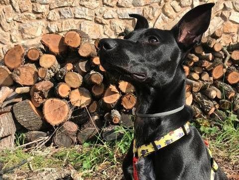 Dukier Classic Harness Superdog hondentuig > honden harnas > overige modellen Medium