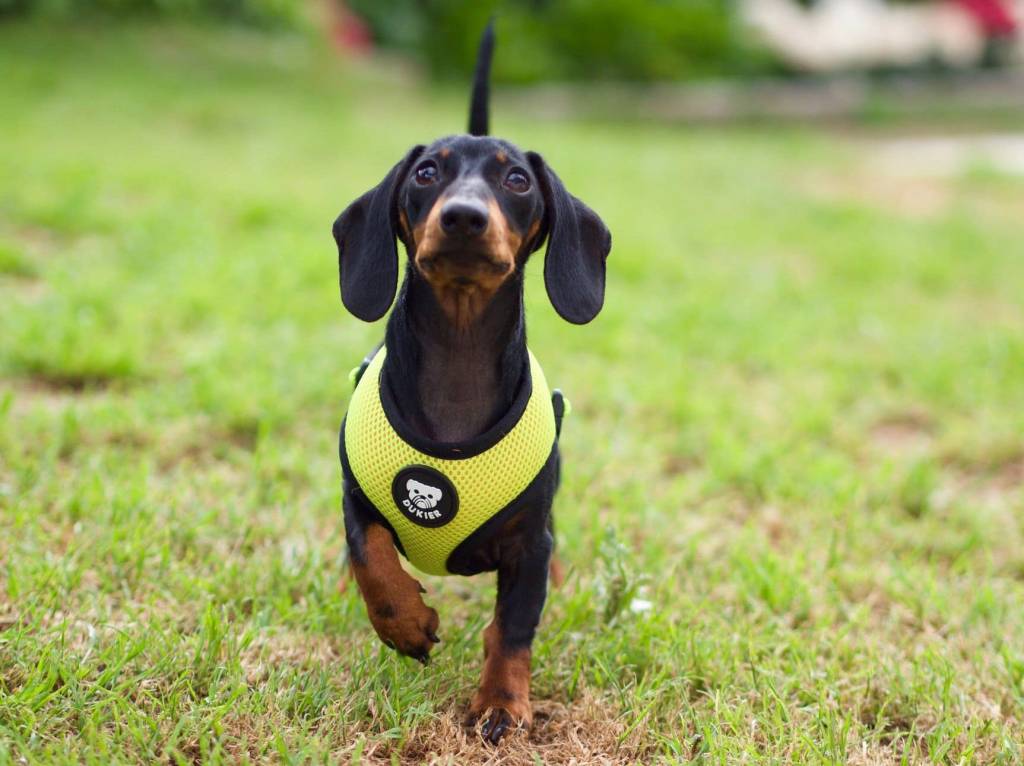 Dukier Reversible Harness Neon - Premium hondentuig > honden harnas from Dukier - Just €10! Shop now at Frenkiezdogshop