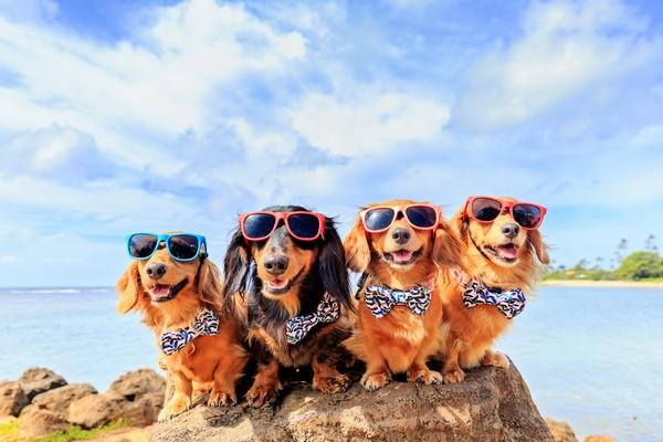 Big and Little Dogs Halsband Tropical Paradise - Premium halsband > hondenhalsband from Big and Little Dogs - Just €10! Shop now at Frenkiezdogshop