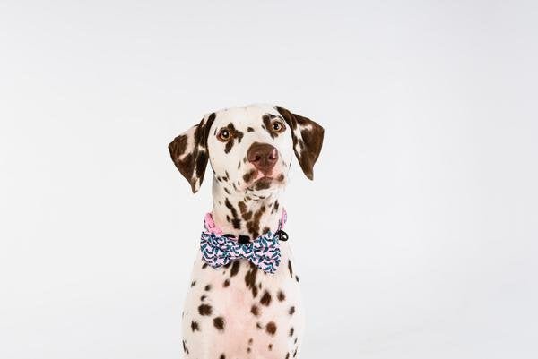 Big and Little Dogs Halsband Tropical Paradise halsband > hondenhalsband X - Small