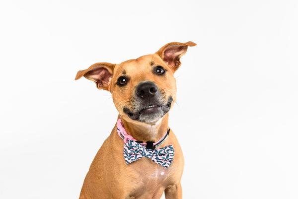 Big and Little Dogs Halsband Tropical Paradise - Premium halsband > hondenhalsband from Big and Little Dogs - Just €10! Shop now at Frenkiezdogshop