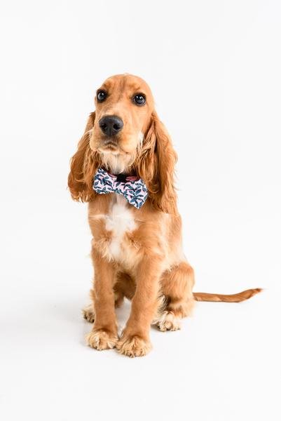 Big and Little Dogs Halsband Tropical Paradise - Premium halsband > hondenhalsband from Big and Little Dogs - Just €10! Shop now at Frenkiezdogshop