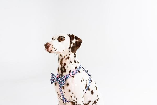 Big and Little Dogs Strap Harness Tropical Paradise ( ALLEEN LARGE ) - Premium hondentuig > honden harnas from Big and Little Dogs - Just €10! Shop now at Frenkiezdogshop