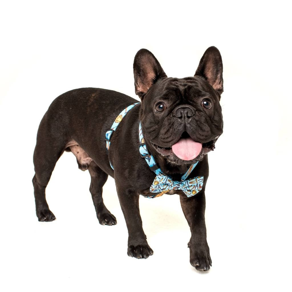 Big and Little Dogs Strap Harness Under Construction (ALLEEN LARGE) - Premium hondentuig > honden harnas from Big and Little Dogs - Just €10! Shop now at Frenkiezdogshop