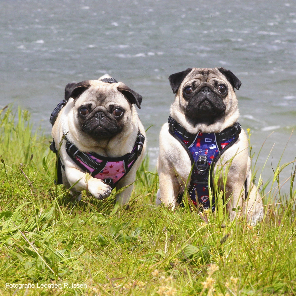 Frenkiez reflective no pull lockable dog harness printing pink XL - Premium hondentuig > honden harnas from Frenkiez - Just €10! Shop now at Frenkiezdogshop