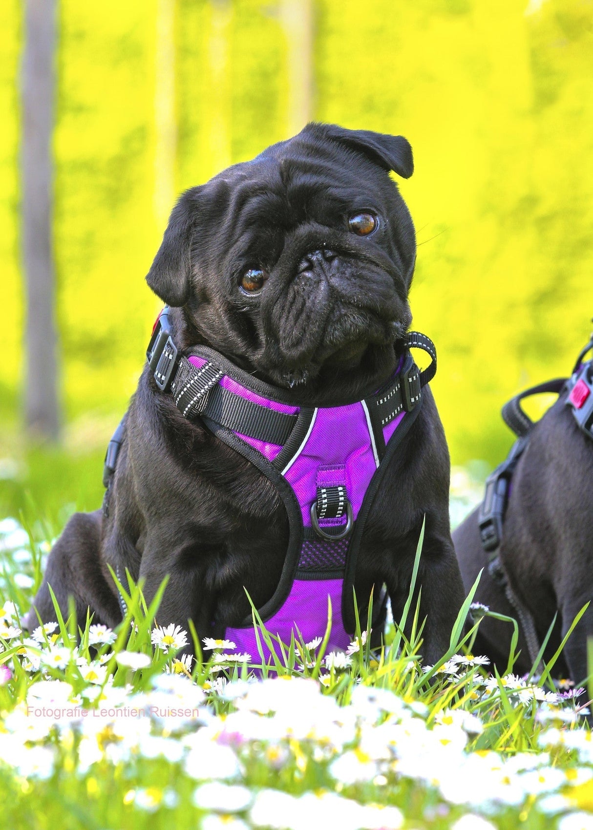 Frenkiez reflective no pull lockable dog harness purple - Premium hondentuig > honden harnas from Frenkiez - Just €24.99! Shop now at Frenkiezdogshop