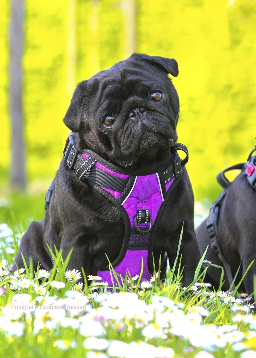 Frenkiez reflective no pull lockable dog harness purple hondentuig > honden harnas > Y tuigen Small