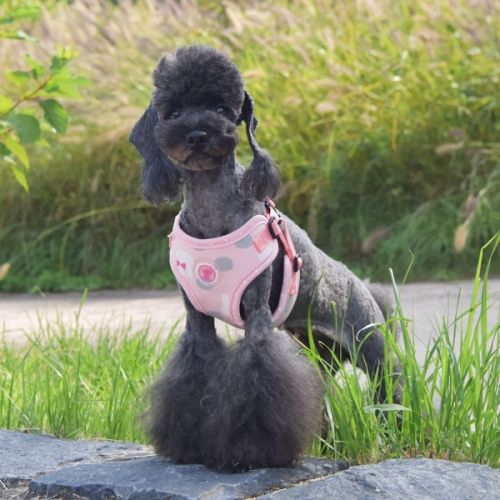 Pinkaholic Lapine Harness model C - Premium hondentuig > honden harnas from Pinkaholic - Just €22.99! Shop now at Frenkiezdogshop