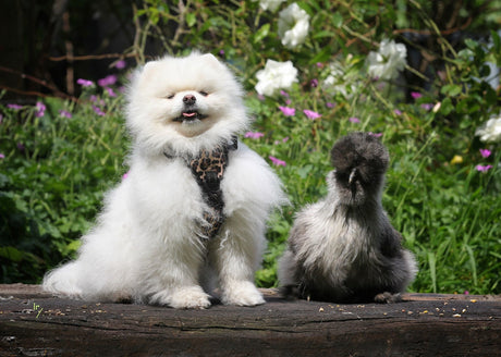 Frenkiez reflective Y tuig no pull dogharness Light leopard XL Tweedekans hondentuig > honden harnas > Y tuigen X - Small