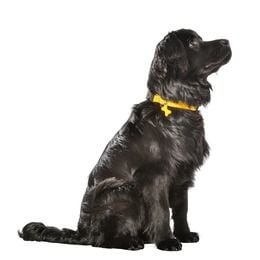 Bobby SAFE collar Black - Premium halsband > hondenhalsband from Bobby - Just €6.99! Shop now at Frenkiezdogshop