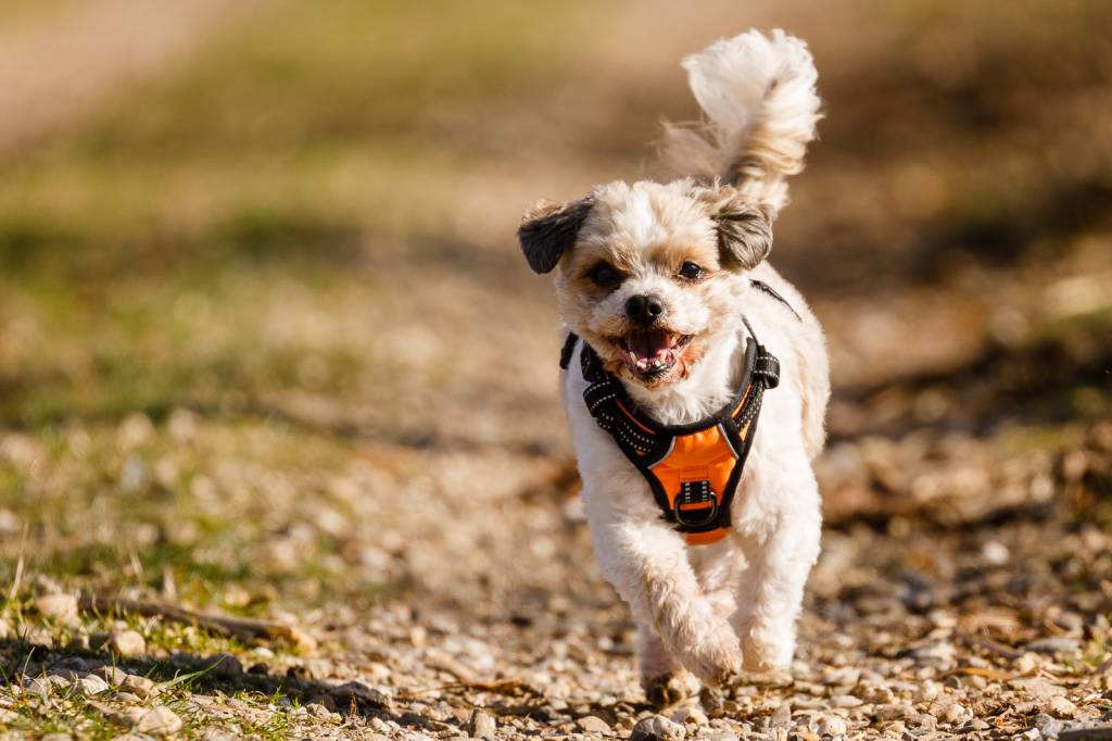 Frenkiez reflective no pull dog harness orange - Premium hondentuig > honden harnas from Frenkiez - Just €19.99! Shop now at Frenkiezdogshop