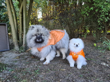 Doxtasy Raincoat Windbreaker orange - Premium Hondenkleding > hondenjas from Doxtasy/Animal Gear - Just €14.99! Shop now at Frenkiezdogshop