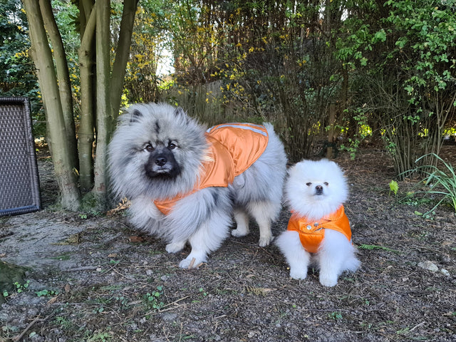 Doxtasy Raincoat Windbreaker orange - Premium Hondenkleding > hondenjas from Doxtasy/Animal Gear - Just €14.99! Shop now at Frenkiezdogshop