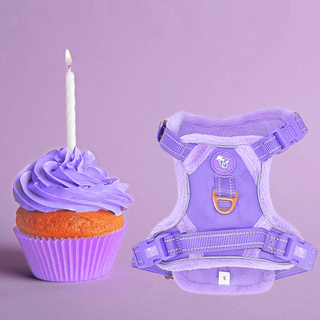 Frenkiez Teddy reflective Y tuig no pull dogharness Luxury Lila hondentuig > honden harnas > Y tuigen X - Small