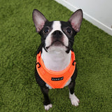 Puppia Neon Soft Harness Ritefit II Orange - Premium hondentuig > honden harnas from Puppia - Just €29.99! Shop now at Frenkiezdogshop