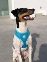 Dukier Basic Harness Blue - Premium hondentuig > honden harnas from Dukier - Just €18.99! Shop now at Frenkiezdogshop