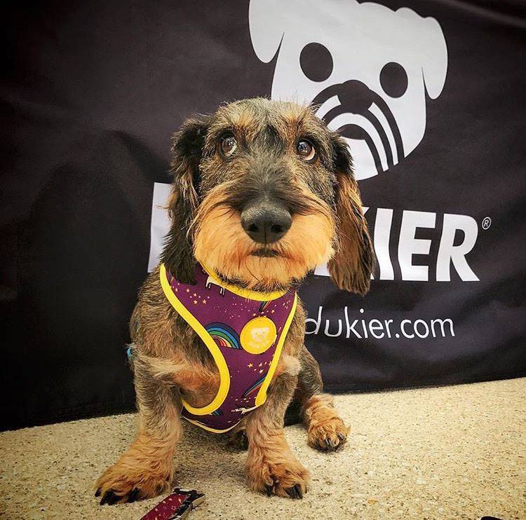 Dukier Reversible Harness rainbow ( ALLEEN XL ) - Premium hondentuig > honden harnas from Dukier - Just €20.99! Shop now at Frenkiezdogshop