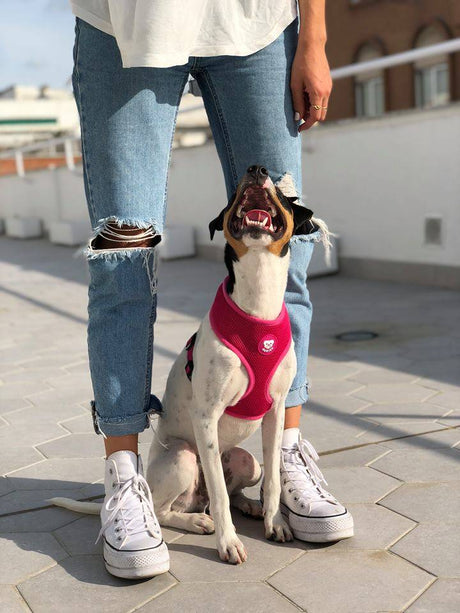 Dukier Basic Harness Pink - Premium hondentuig > honden harnas from Dukier - Just €18.99! Shop now at Frenkiezdogshop