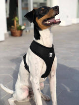 Dukier Basic Harness Black - Premium hondentuig > honden harnas from Dukier - Just €18.99! Shop now at Frenkiezdogshop