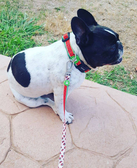 Dukier Halsband watermelon halsband > hondenhalsband X - Small