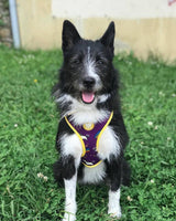 Dukier Reversible Harness rainbow ( ALLEEN XL ) - Premium hondentuig > honden harnas from Dukier - Just €20.99! Shop now at Frenkiezdogshop