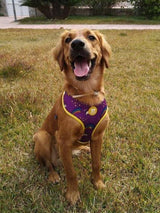 Dukier Reversible Harness rainbow ( ALLEEN XL ) - Premium hondentuig > honden harnas from Dukier - Just €20.99! Shop now at Frenkiezdogshop