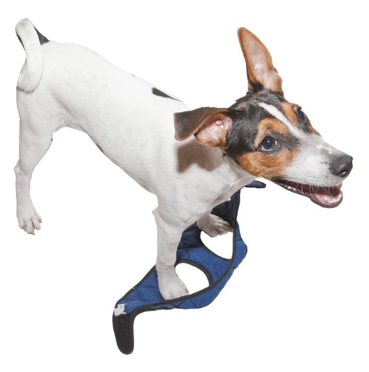 Animal Gear Aqua Coolkeeper Comfy Harness - Premium Cooling > Koelvest from Doxtasy/Animal Gear - Just €14.99! Shop now at Frenkiezdogshop