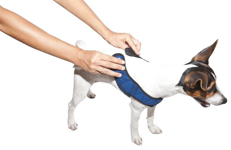 Animal Gear Aqua Coolkeeper Comfy Harness - Premium Cooling > Koelvest from Doxtasy/Animal Gear - Just €14.99! Shop now at Frenkiezdogshop