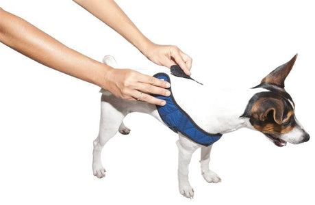 Animal Gear Aqua Coolkeeper Comfy Harness Cooling > Koelvest 01 XXS 20 - 26 cm, Kleur: Pacific Blue