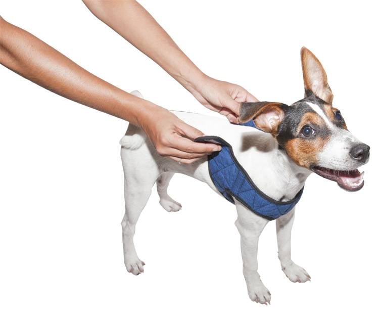 Animal Gear Aqua Coolkeeper Comfy Harness - Premium Cooling > Koelvest from Doxtasy/Animal Gear - Just €14.99! Shop now at Frenkiezdogshop