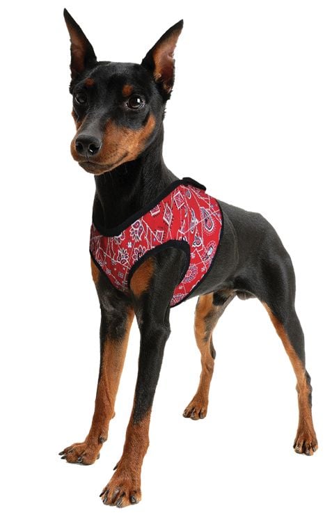 Animal Gear Aqua Coolkeeper Comfy Harness - Premium Cooling > Koelvest from Doxtasy/Animal Gear - Just €14.99! Shop now at Frenkiezdogshop