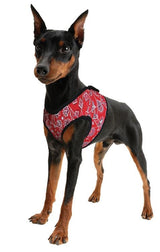 Animal Gear Aqua Coolkeeper Comfy Harness - Premium Cooling > Koelvest from Doxtasy/Animal Gear - Just €14.99! Shop now at Frenkiezdogshop