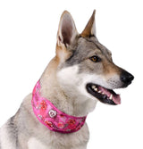 Animal Gear Aqua Coolkeeper Cooling Collar - Premium Cooling > Koelvest from Doxtasy/Animal Gear - Just €5.99! Shop now at Frenkiezdogshop