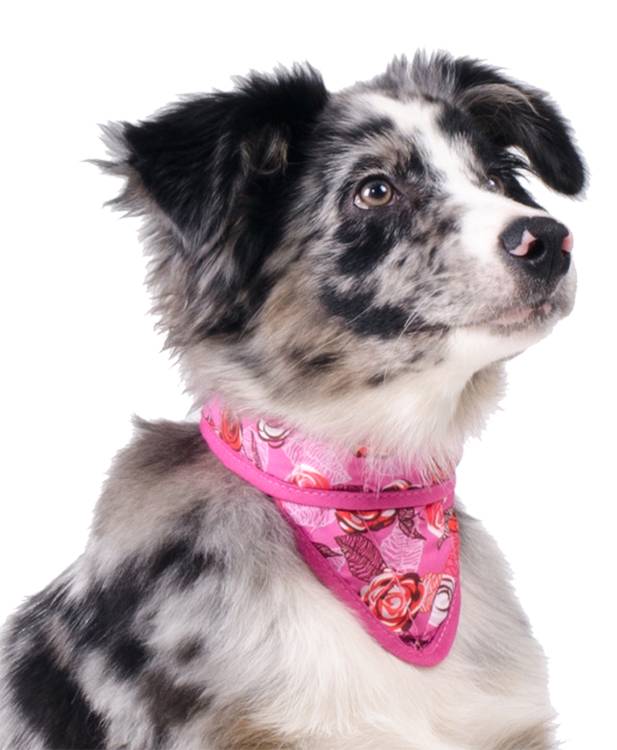 Animal Gear Aqua Coolkeeper Bandana - Premium Cooling > Koelvest from Doxtasy/Animal Gear - Just €10.99! Shop now at Frenkiezdogshop